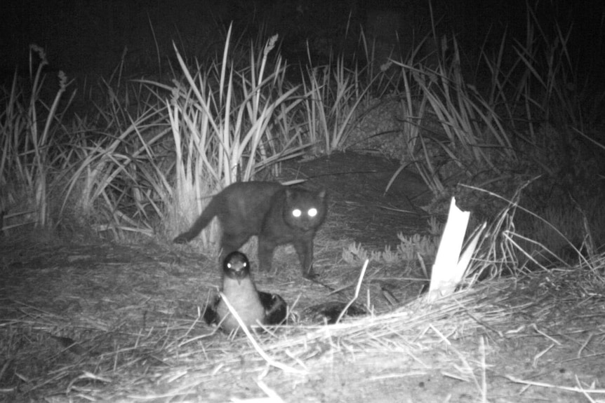 A black and white image of a cat in tall grass behind a water fowl nesting.