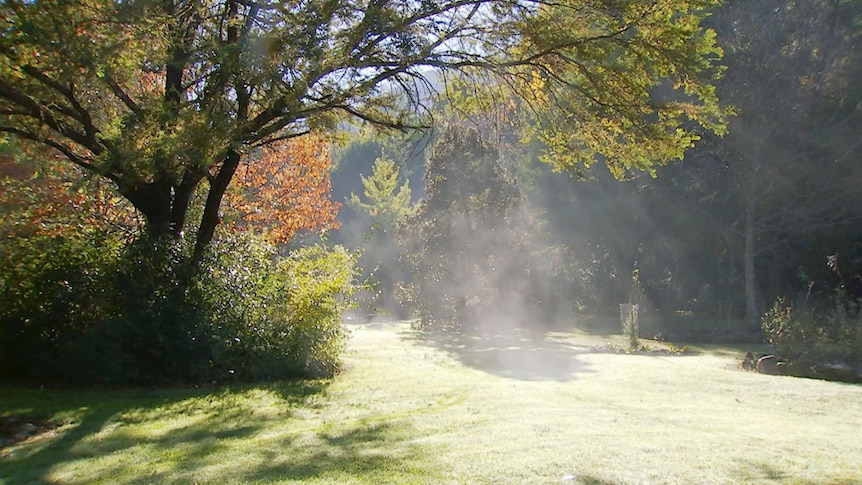 Colourful autumn trees and Australian native plants in mist-filled garden