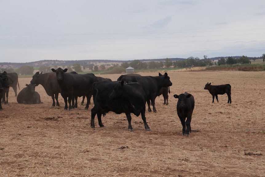 Medium shot of cows on a dry paddock 