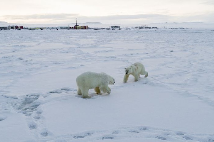 Two polar bears leave footprints in the snow as they walk around.