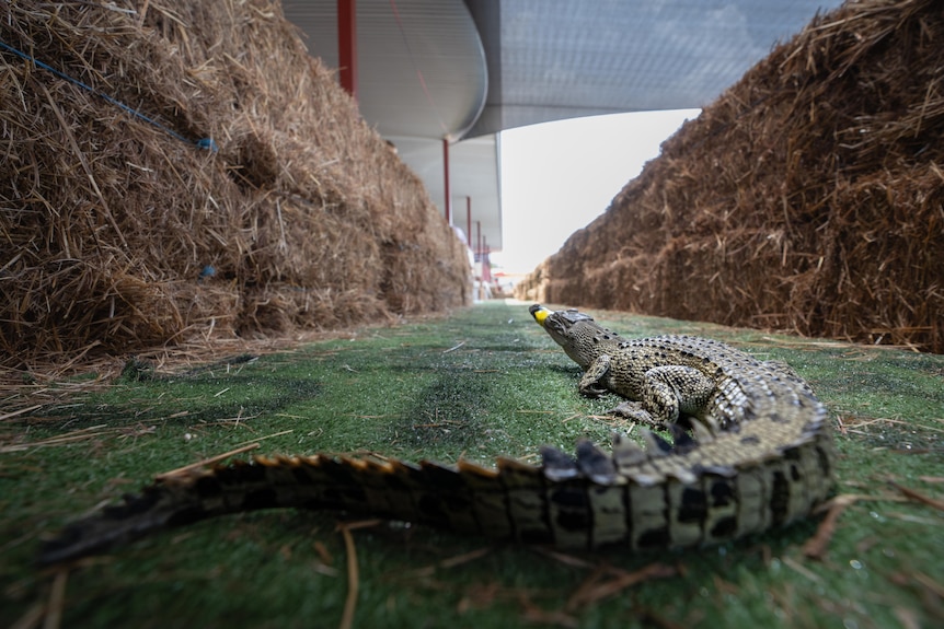 A juvenile crocodile, with its mouth taped shut by yellow tape, on fake grass with hay bales on either side of it.
