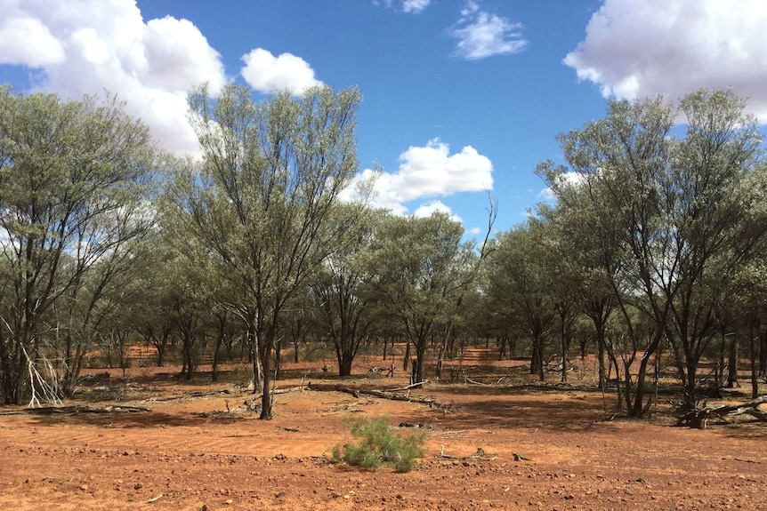 Grey green mulga trees on red soil and a blue sky.