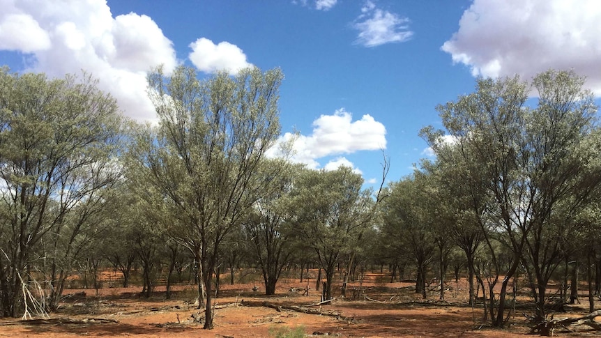 Mulga trees on red soil with a blue sky.