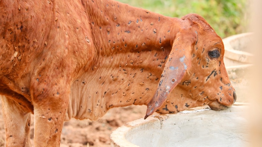 a calf with lesions caused by Lumpy skin disease on its body.