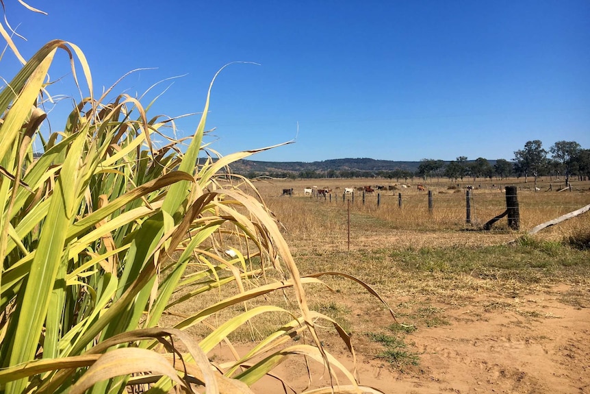 Sugar cane in the foreground with cattle grazing in the background