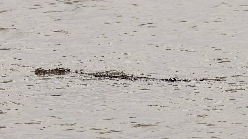 A crocodile swims in the ocean