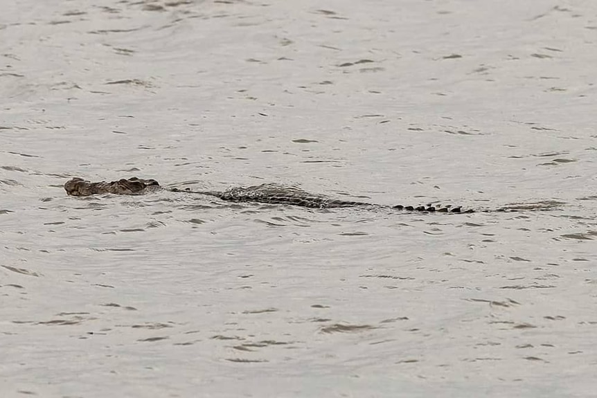 A crocodile swims in the ocean