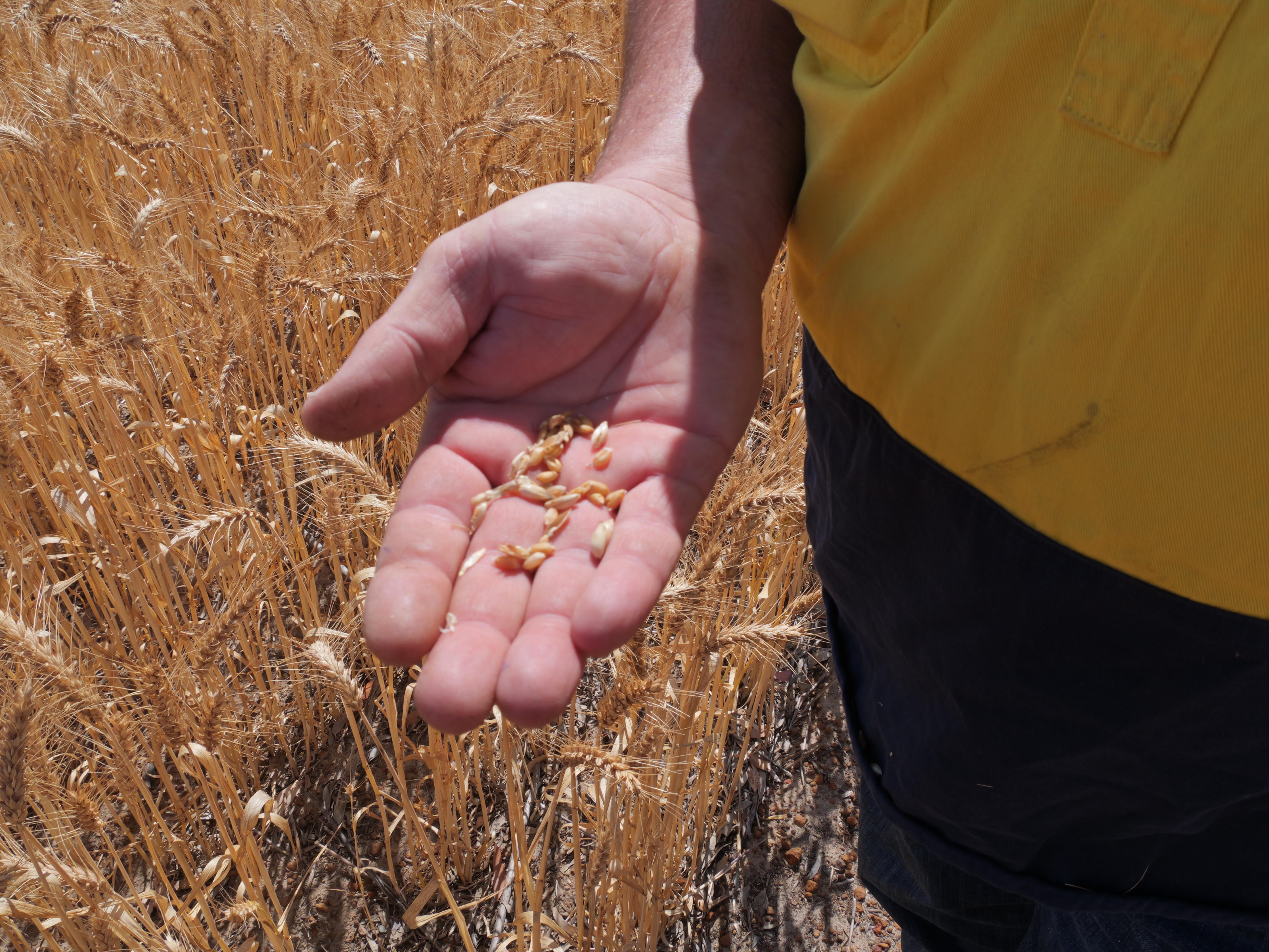 A mão de um homem perto de uma colheita de trigo.