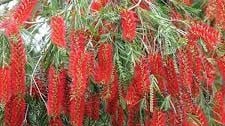 A bottlebrush tree is in full bloom with distinctive, deep, ruby-red flowers.