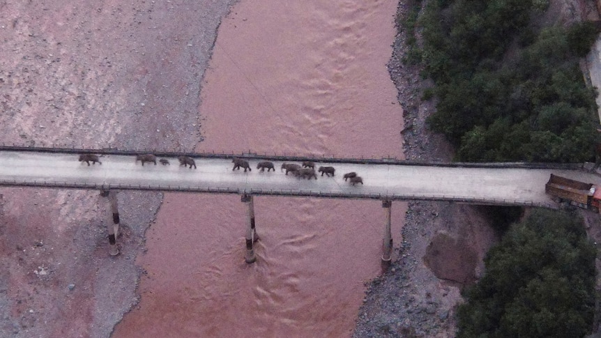 An aerial shot of a herd of elephants crossing a bridge.
