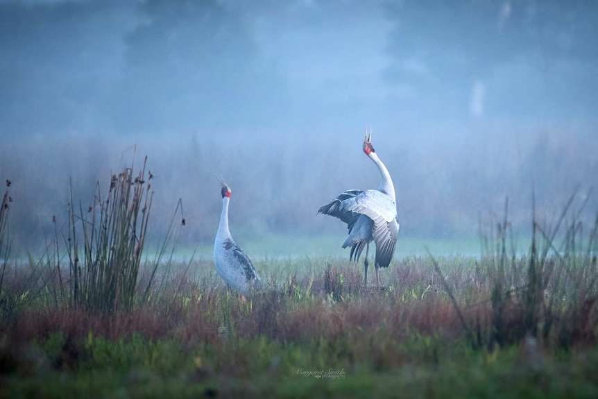 Dancing brolgas