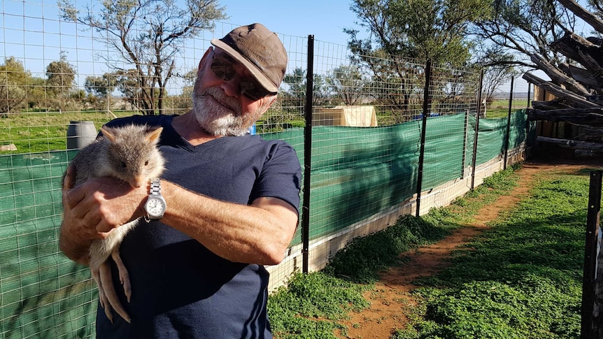 A man wearing a brown cap, sunglasses and a dark blue shirt holds a grey and white bettong in his hands.