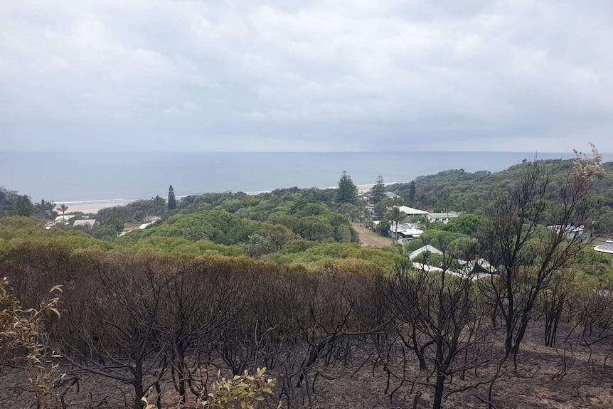 Burnt bushland above Happy Valley on Fraser Island.