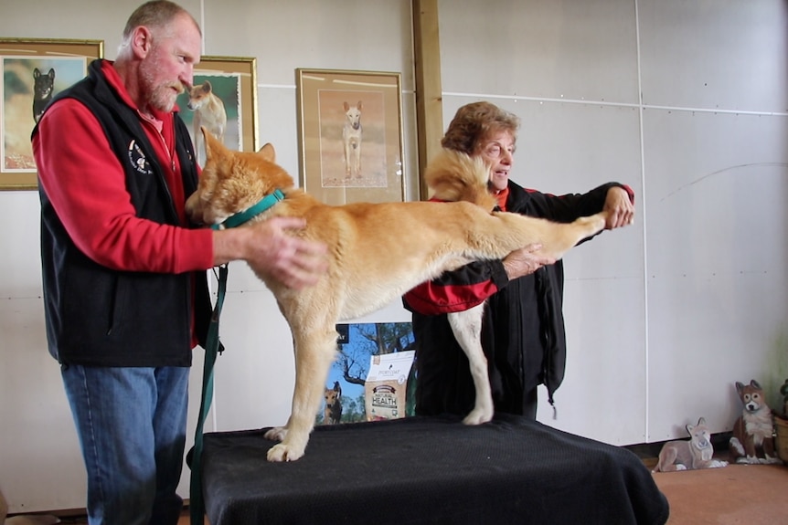 Flexible back leg - Australian Dingo Foundation