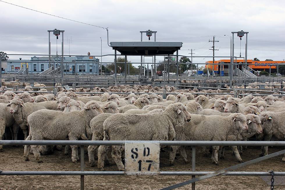 ‘Let’s not beat about the bush’ Time to provide shade at Bendigo’s