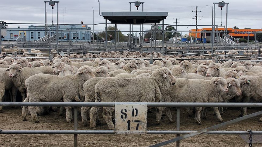 A flock of sheep gather together in a pen.