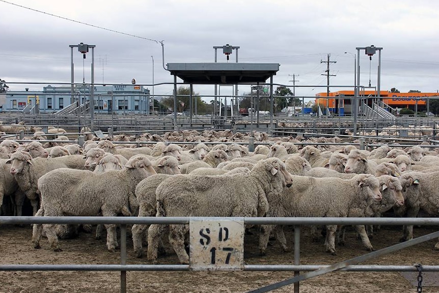 Sheep are held in pens before auction
