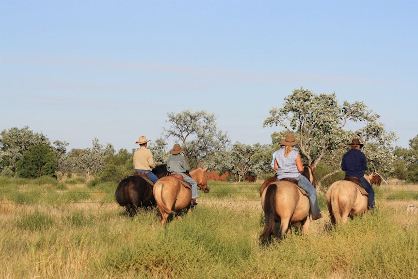 A family riding horses through tall grass and low trees on a cattle muster on Larrawa Station.