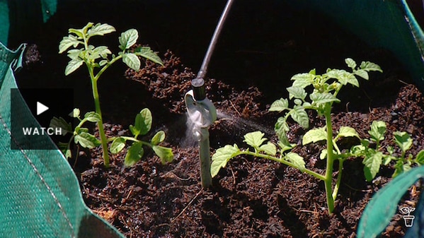 Grow bag filled with soil and seedling plants. Has Video.