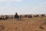 a woman on a horse mustering a mob of cattle