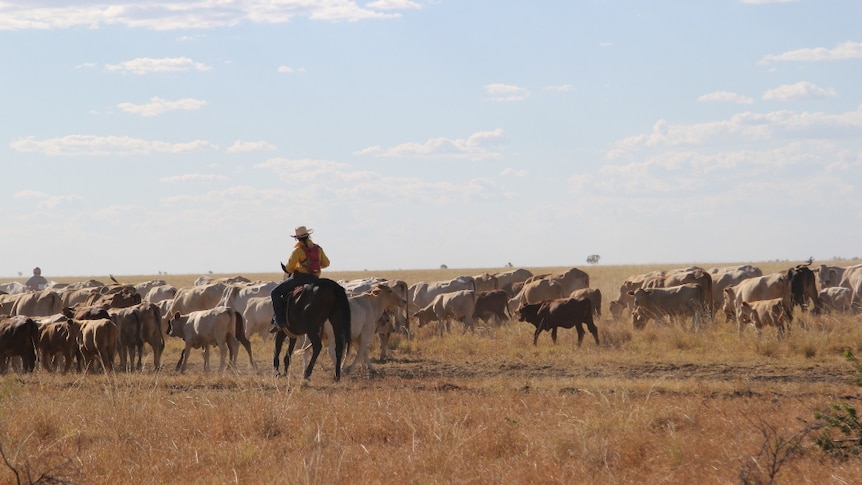 a woman on a horse mustering a mob of cattle