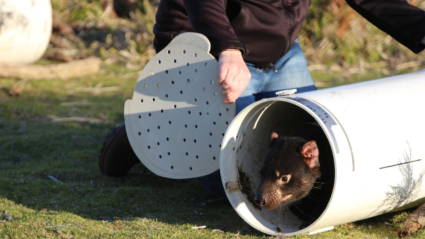 A Tasmanian devil prepares to leave a container in north-east Tasmania