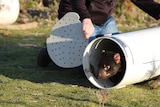 A Tasmanian devil prepares to leave a container in north-east Tasmania