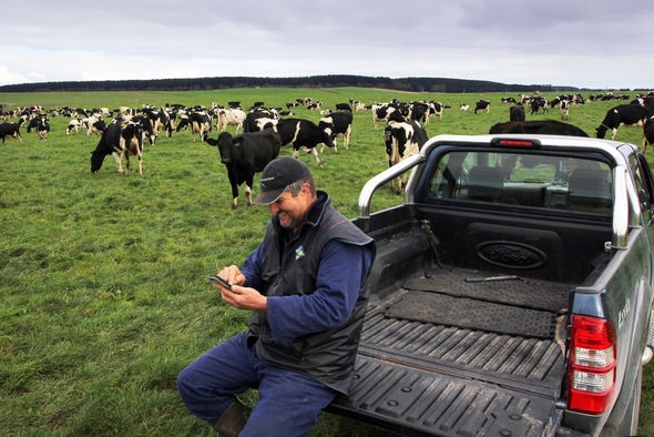 A farmer Tweeting on his smartphone in a green paddock with his 600 dairy cows.