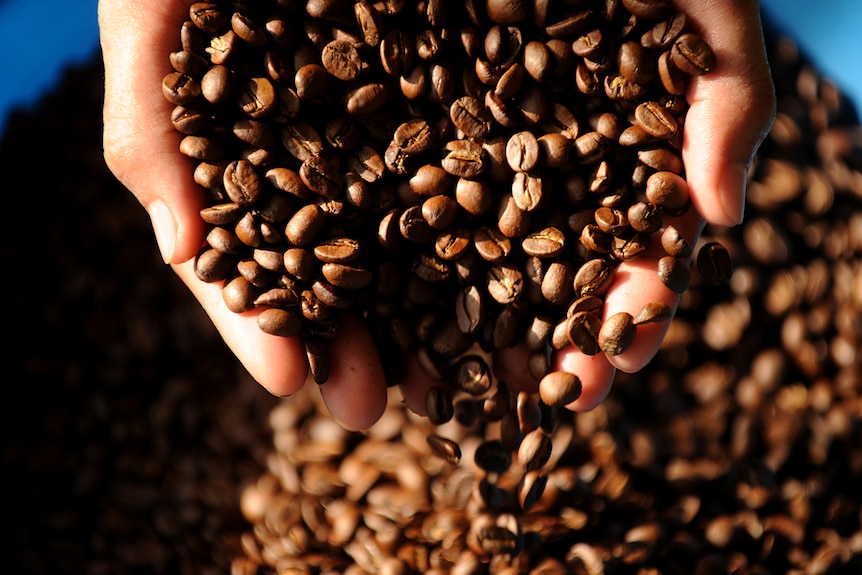 A worker checking roasted coffee bean