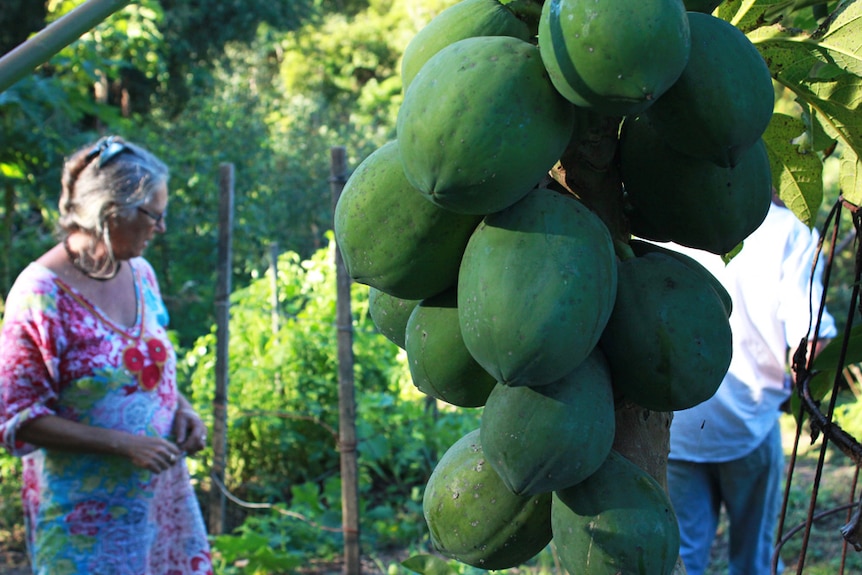 Picture of a paw paw tree