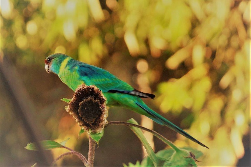 a blue and green bird