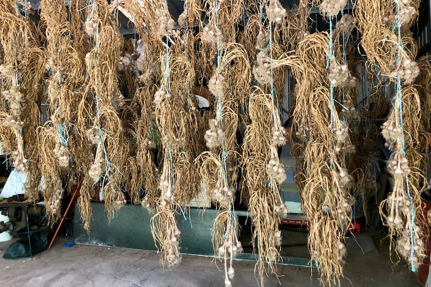 Long ropes strung with garlic complete with stems inside a shed.
