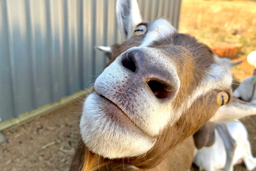 A goat is staring closely into the camera.