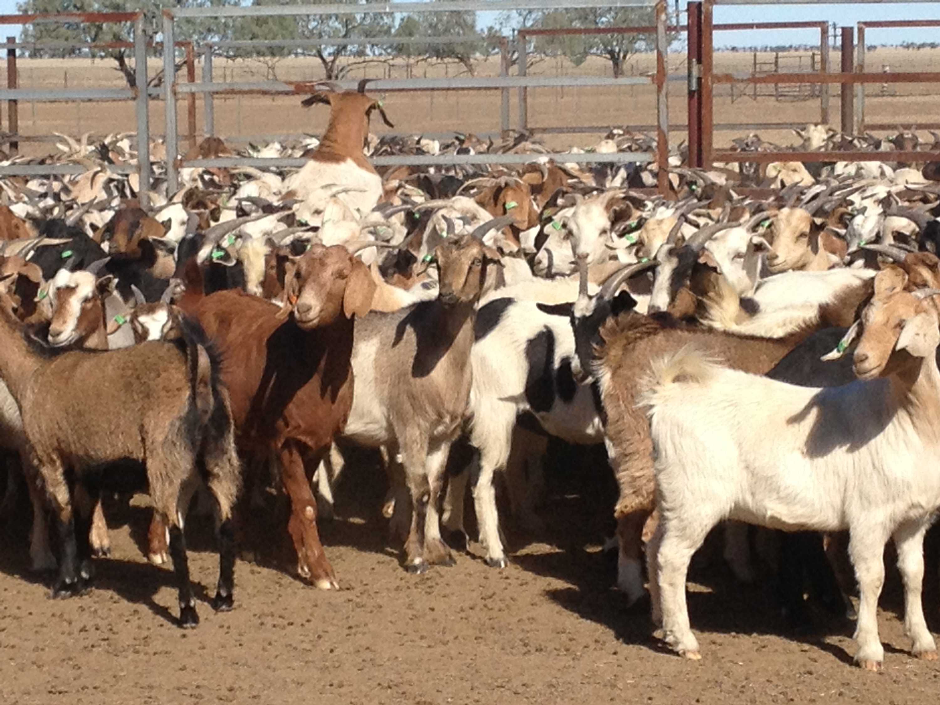 A lot of goats in some stock yards.