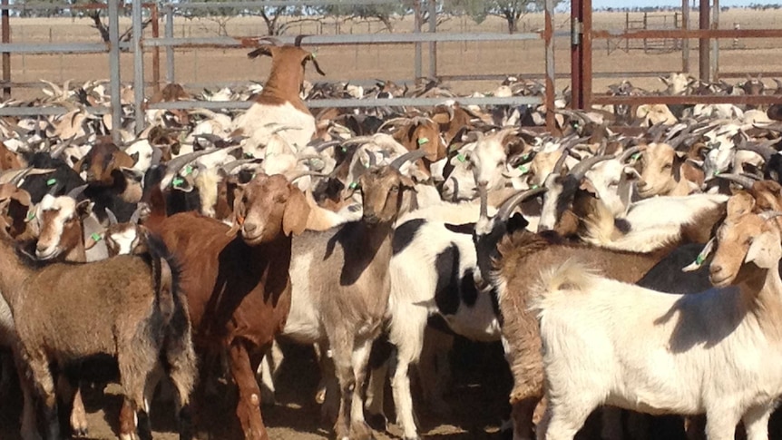 a mass of goats in a pen