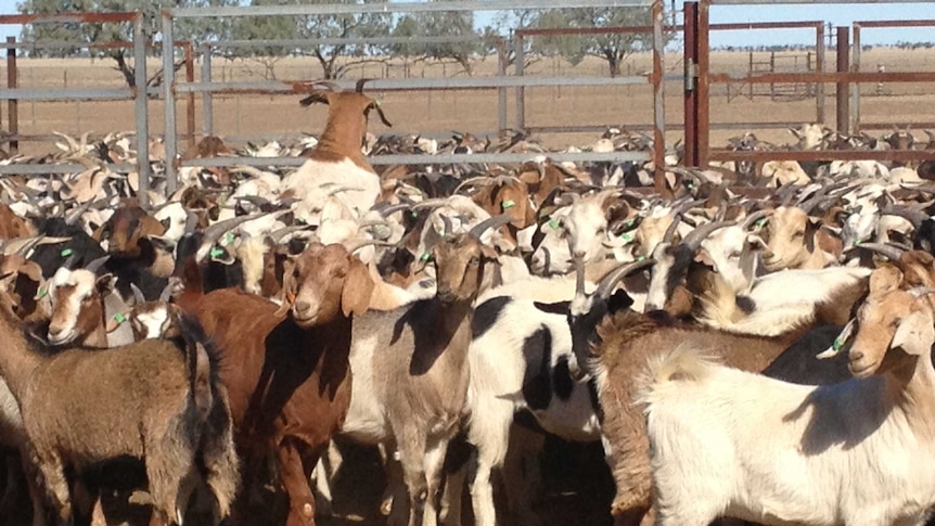 A lot of goats in some stock yards.