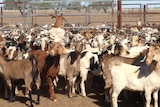 a mass of goats in a pen