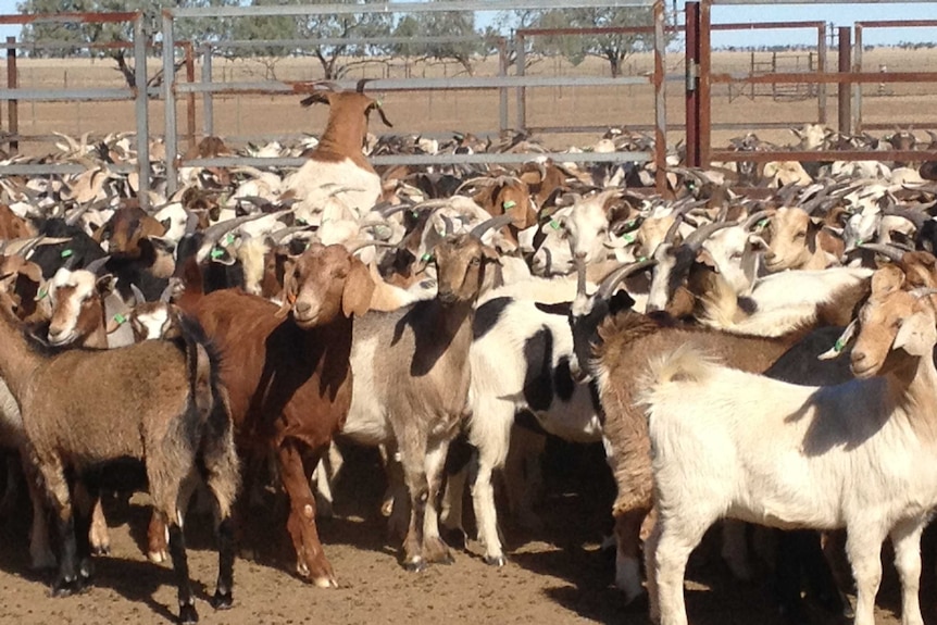 A lot of goats in some stock yards.