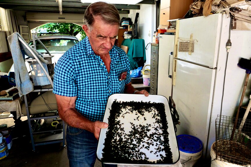 A man in a blue checked shirt holds about 300 dung beetles on a white tray.