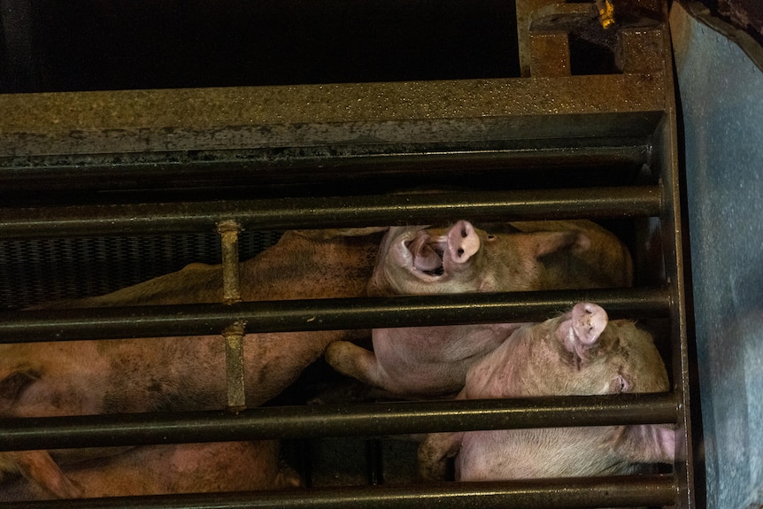 Pigs poke their snouts between the bars of a cage.
