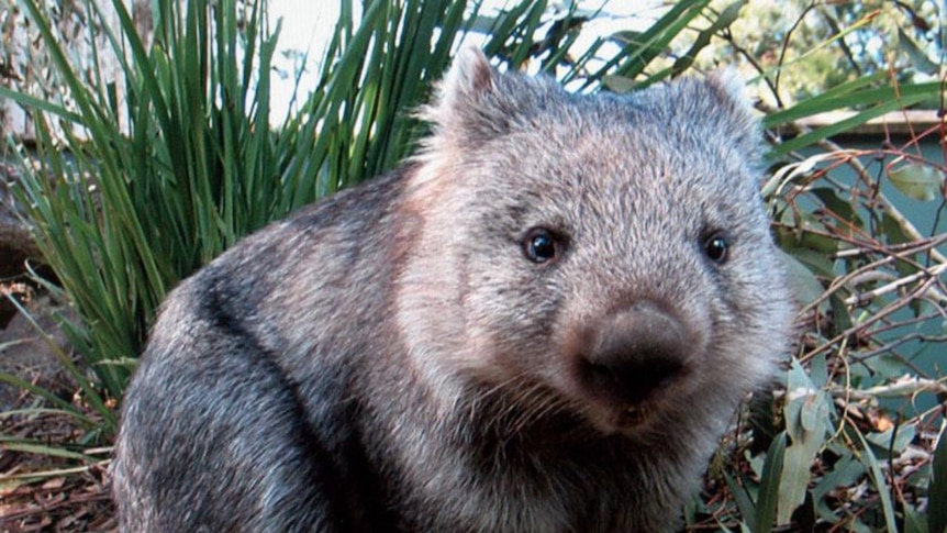 A wombat sits in the scrub.