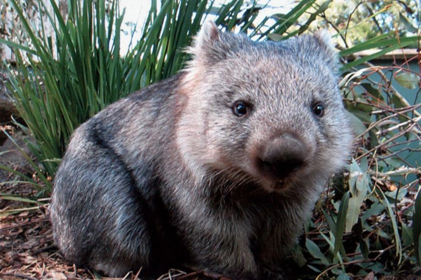 A wombat sits in the scrub.
