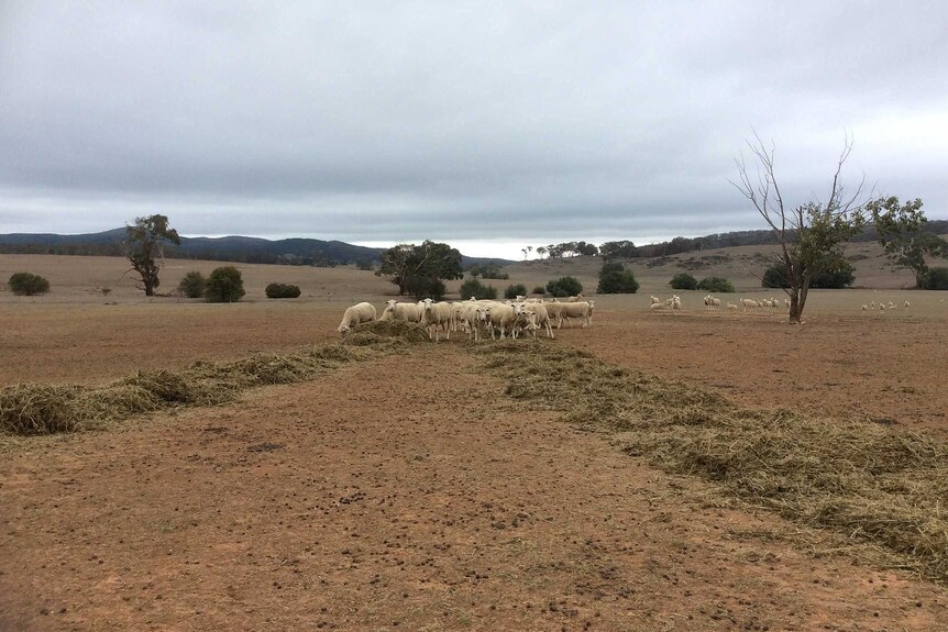 Sheep eat hay off the dirt
