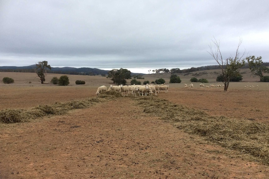Sheep eat hay off the dirt