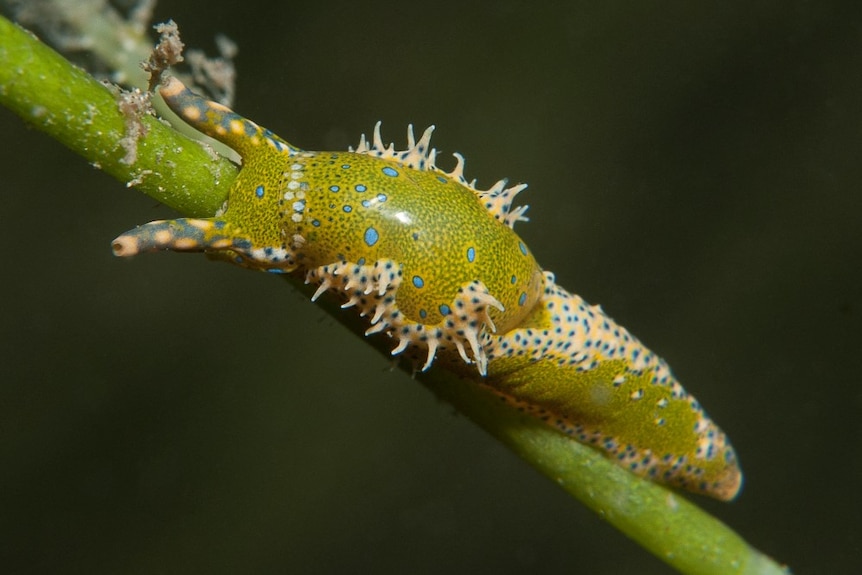 A green oxynoe in Sydney Harbour