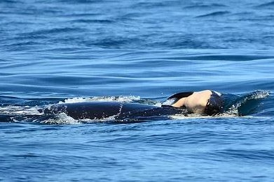 A killer whale is seen breaching as it lifts the body of its dead calf to the surface.
