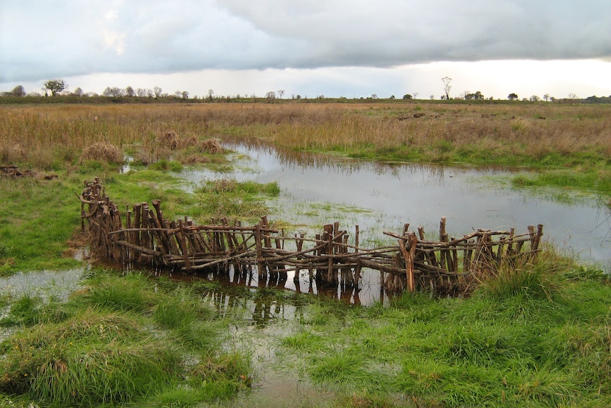 A body of water surrounded by grass with a wooden fence built across it.