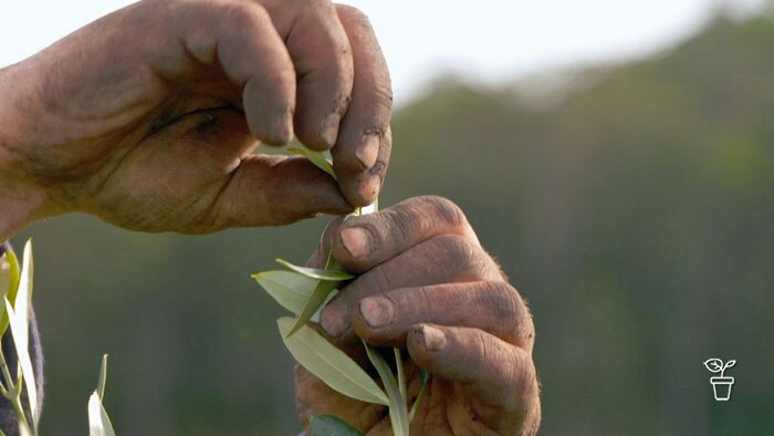Planting the Good Oil - Gardening Australia