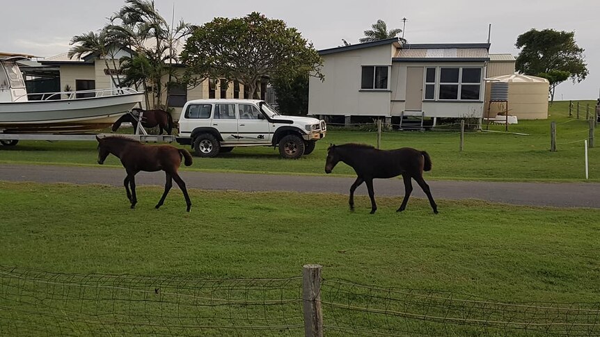 Two brown horses walk on a grass footpath in front of a house