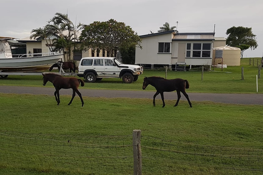 Two brown horses walk on a grass footpath in front of a house